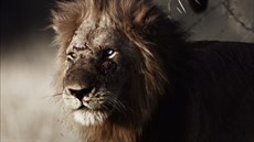 Photo 2 Grade_04_030_lion_beginning__0000_thumb.jpg